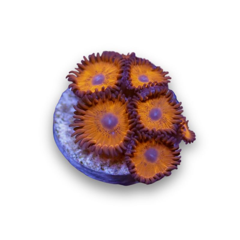 Zoanthus sp. 'Tigers Blood'