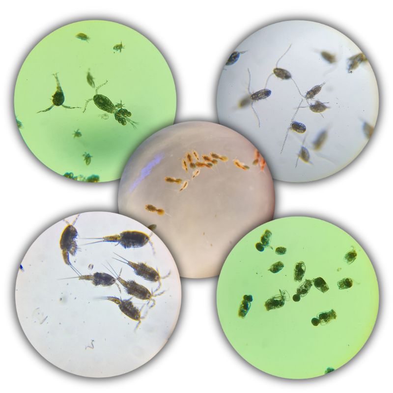 Zooplankton-Mix