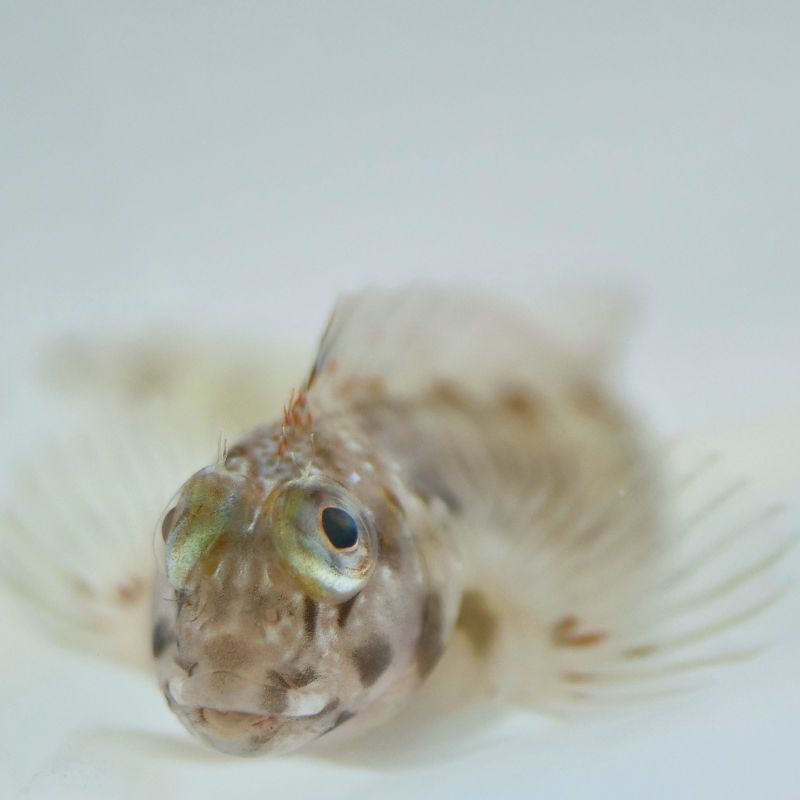 Hahnenkamm-Schleimfisch