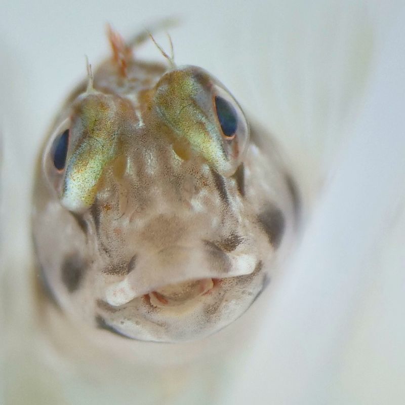 Hahnenkamm-Schleimfisch