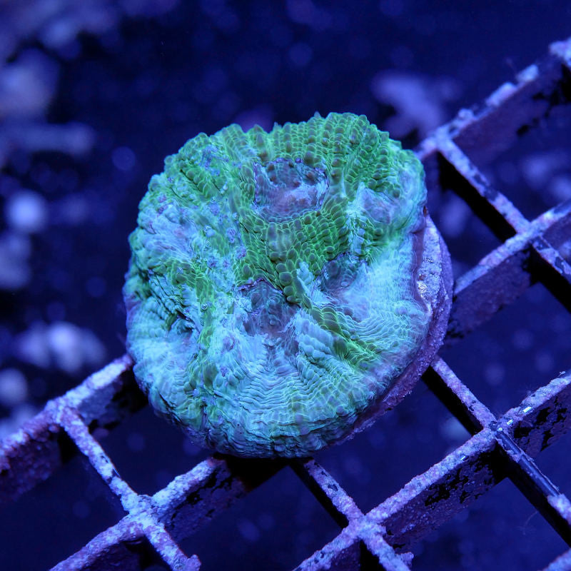 Acanthastrea sp. 'Rainforest'