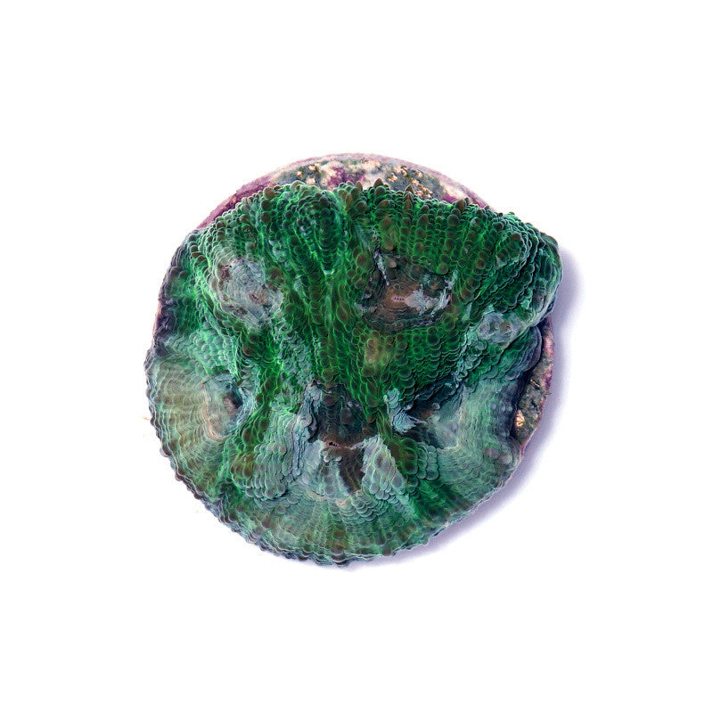 Acanthastrea sp. 'Rainforest'