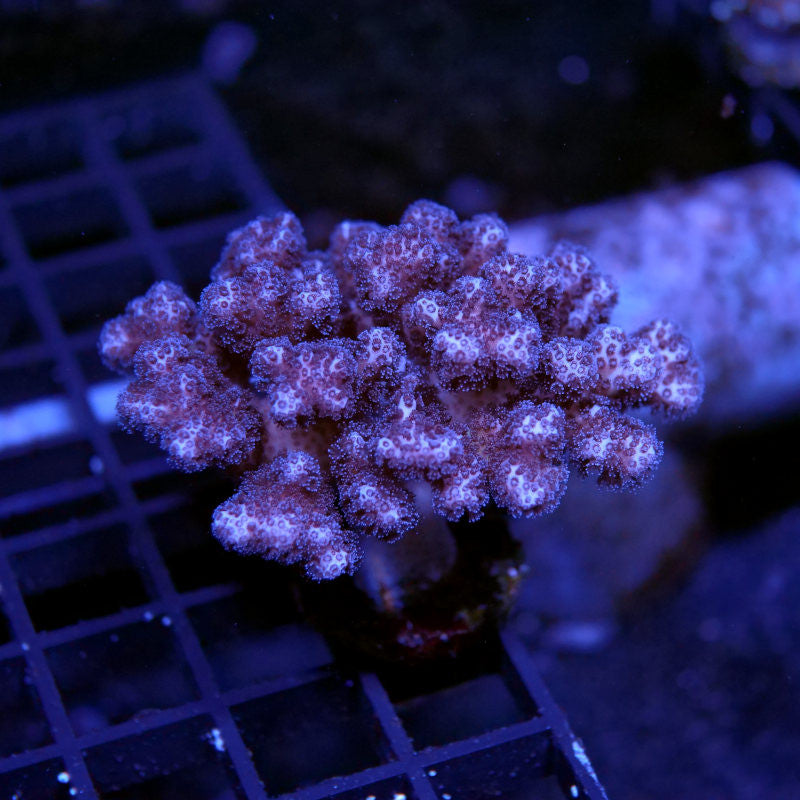 Pocillopora damicornis 'Pink'
