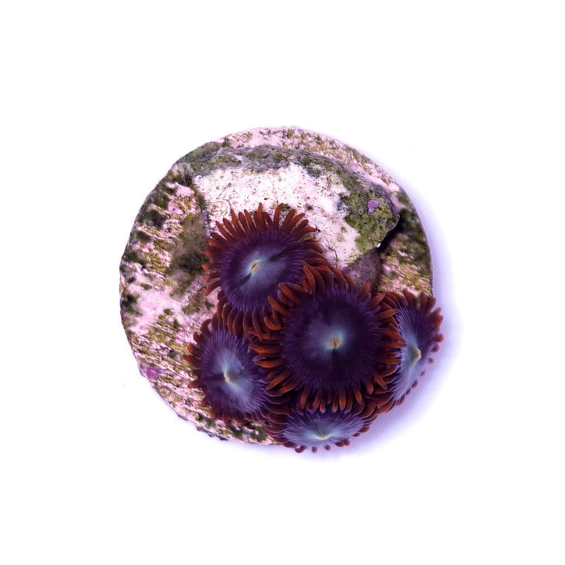 Zoanthus sp. 'Fire &amp; Ice'
