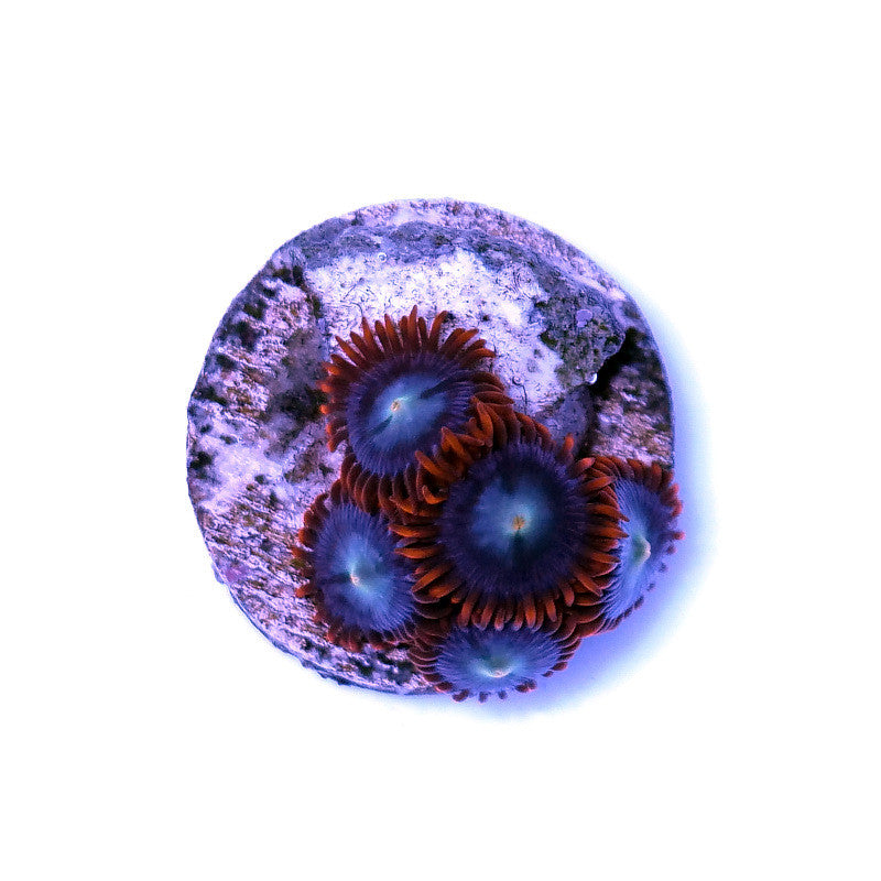 Zoanthus sp. 'Fire &amp; Ice'