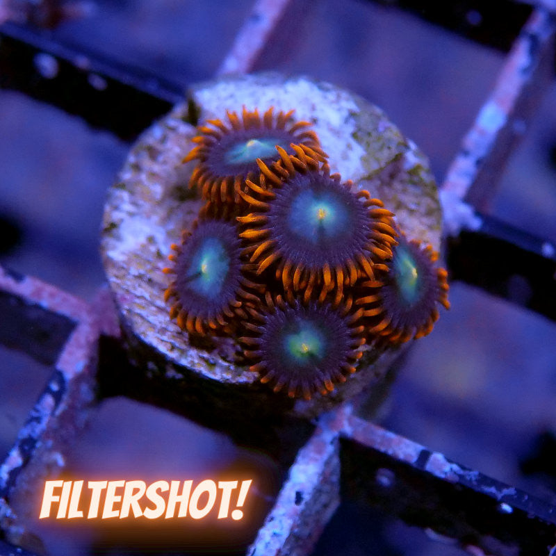 Zoanthus sp. 'Fire &amp; Ice'