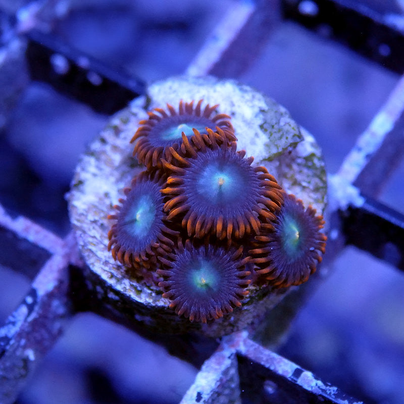 Zoanthus sp. 'Fire &amp; Ice'