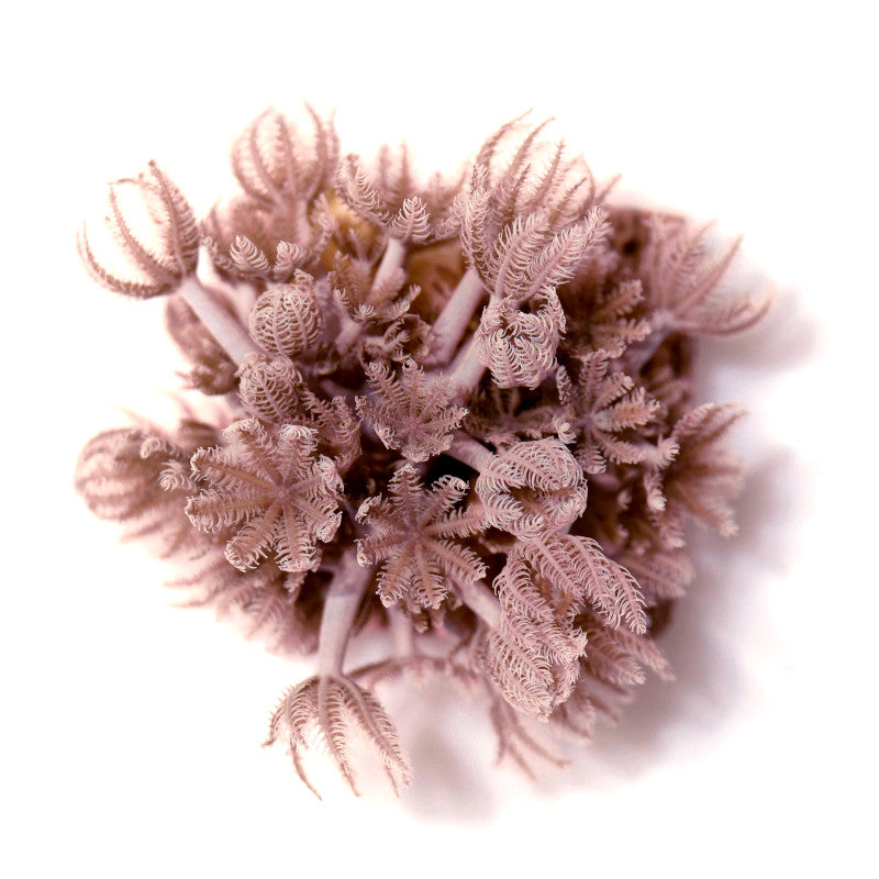 Close-up of pink Xenia umbellata soft coral with feathery polyps for beginner marine aquariums on white background
