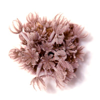 Close-up of pink Xenia umbellata soft coral with feathery polyps for beginner marine aquariums on white background