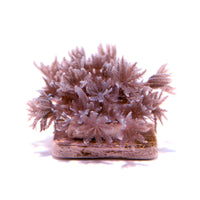 Close-up of a Xenia umbellata soft coral with delicate, feathery polyps on a small base for aquariums.