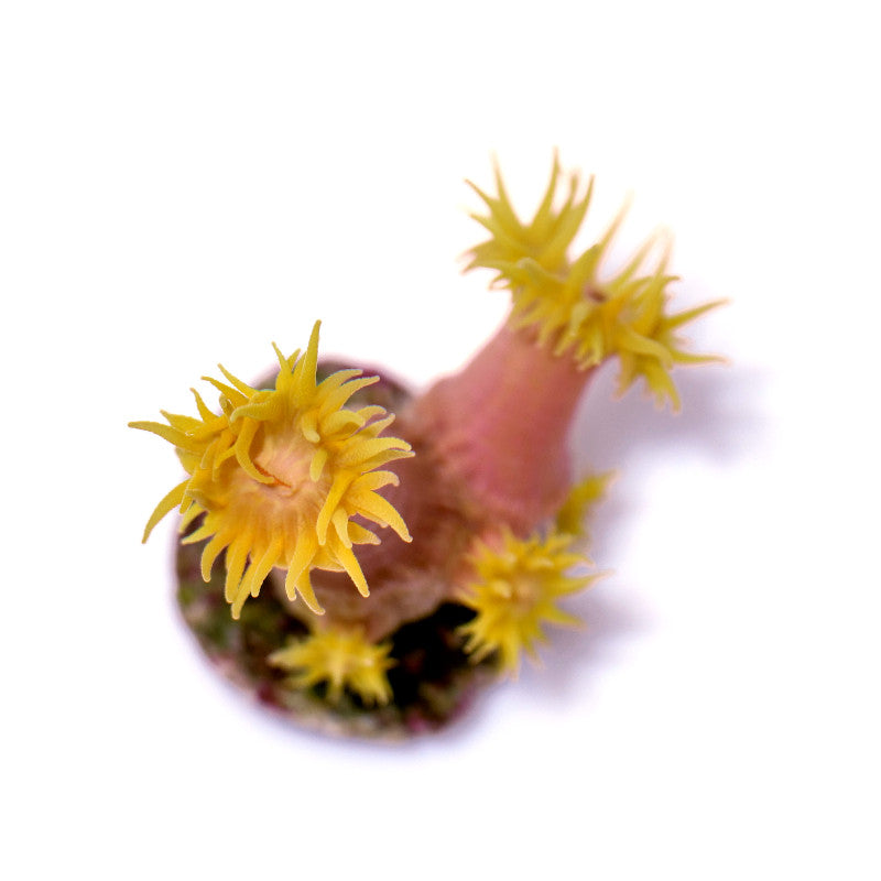 Tubastrea faulkneri 'Sun Coral'