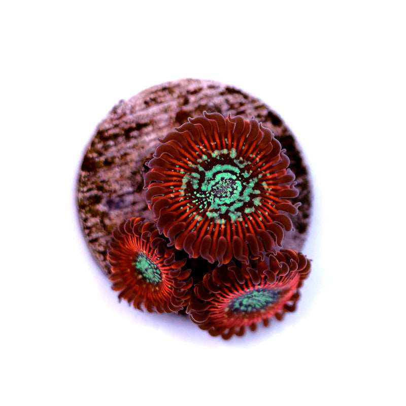 Close-up of Zoanthus sp. 'Red Magicians' coral polyps with red petals and green centers on a rock base