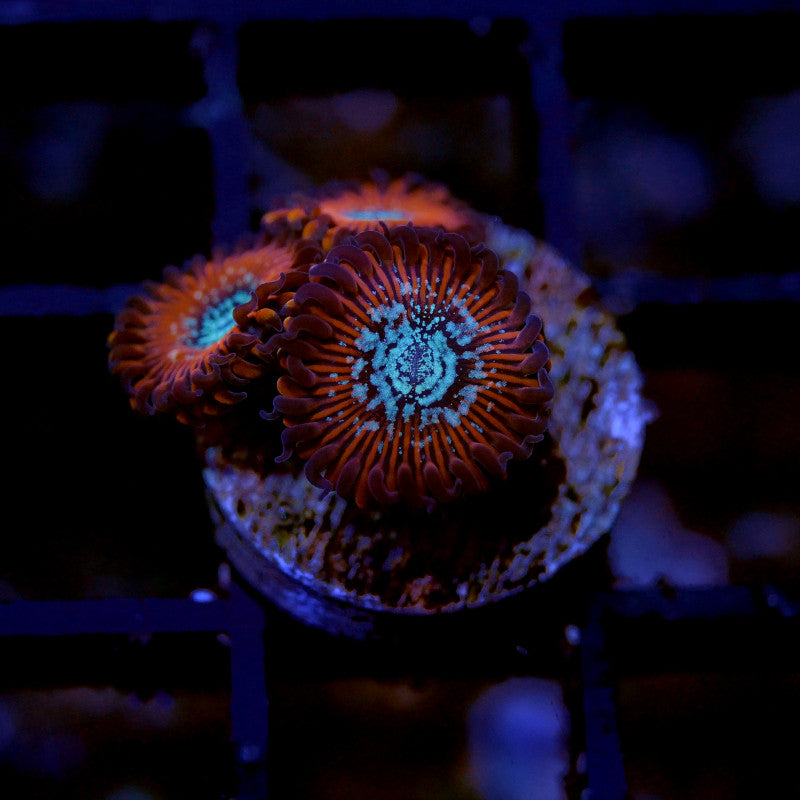 Close-up of vibrant Zoanthus sp. 'Red Magicians' coral polyps glowing under blue aquarium lighting