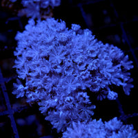 Close-up of Xenia umbellata soft coral with delicate polyps glowing under blue aquarium light