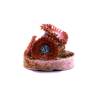 Zoanthus sp. Red Magicians coral colony with vibrant red polyps on small rock fragment against white background