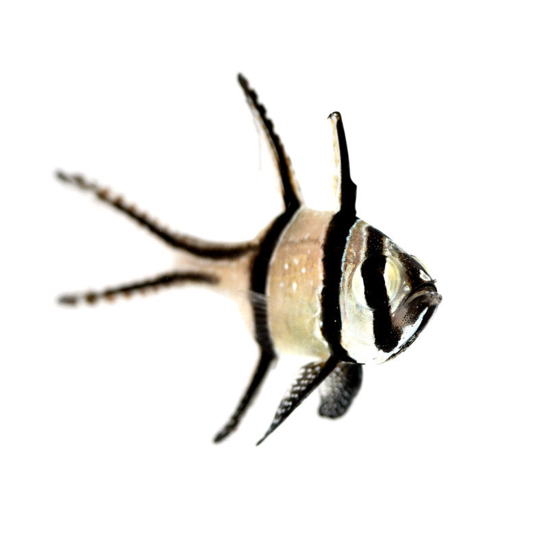 Banggai-Kardinalbarsch