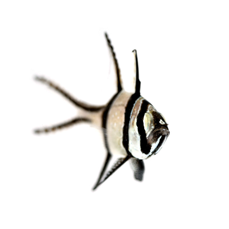 Banggai-Kardinalbarsch