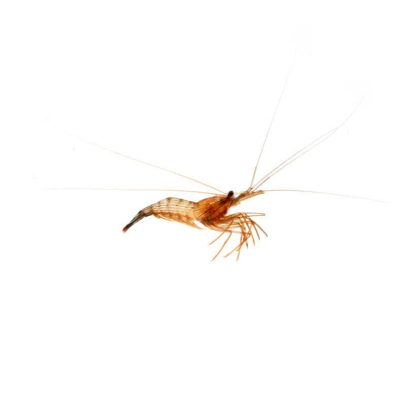 Close-up of a Lysmata wurdemanni shrimp on a white background, showcasing its translucent body and long antennae.