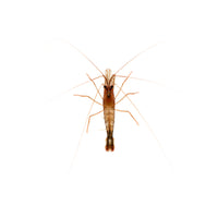 Close-up of a Lysmata wurdemanni shrimp showing its detailed body and long antennae on a white background