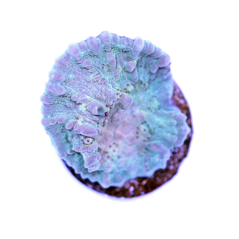 Chalice 'Vanilla Bounce'