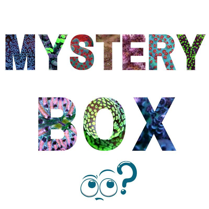 Mystery-Box - 10K Special