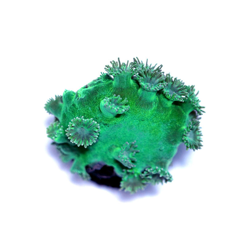Close-up of vibrant green Turbinaria peltata coral with extended polyps on a white background