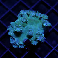 Turbinaria peltata green coral with large, curved plates and extended polyps under blue aquarium lighting