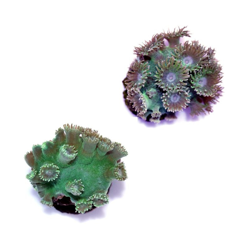 Two green Turbinaria peltata coral colonies with extended polyps on a white background.