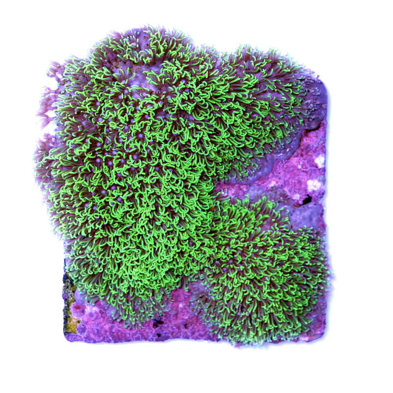 Close-up of vibrant green Briareum coral on a purple base, ideal for beginner saltwater aquariums coral enthusiasts