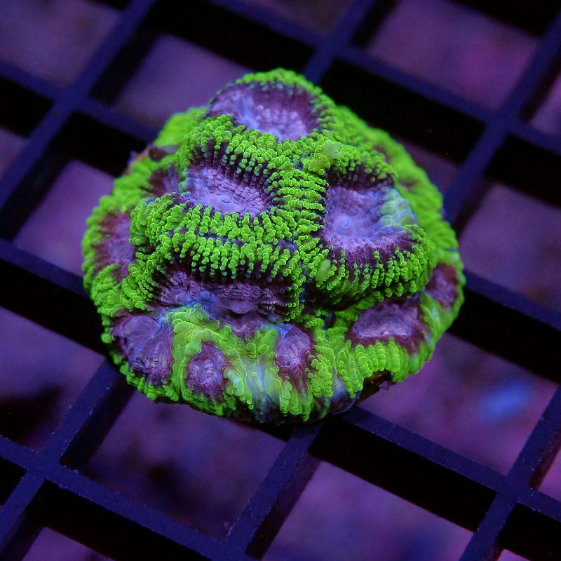 Favia sp. 'Space Monkey'