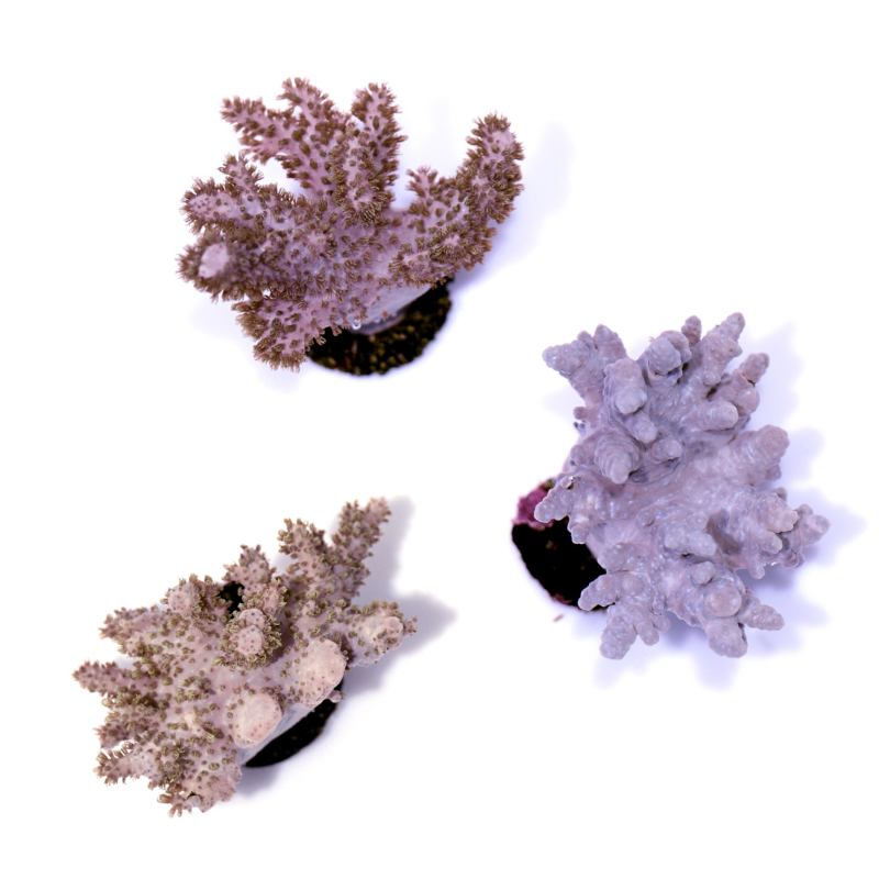 Sinularia mollis