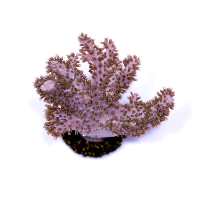 Sinularia mollis