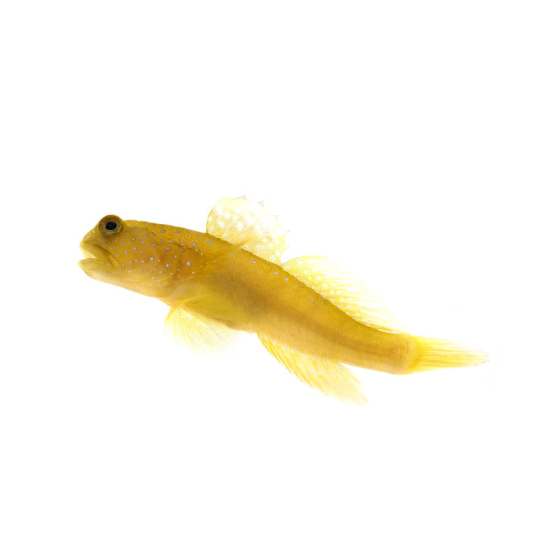 Wächtergrundel