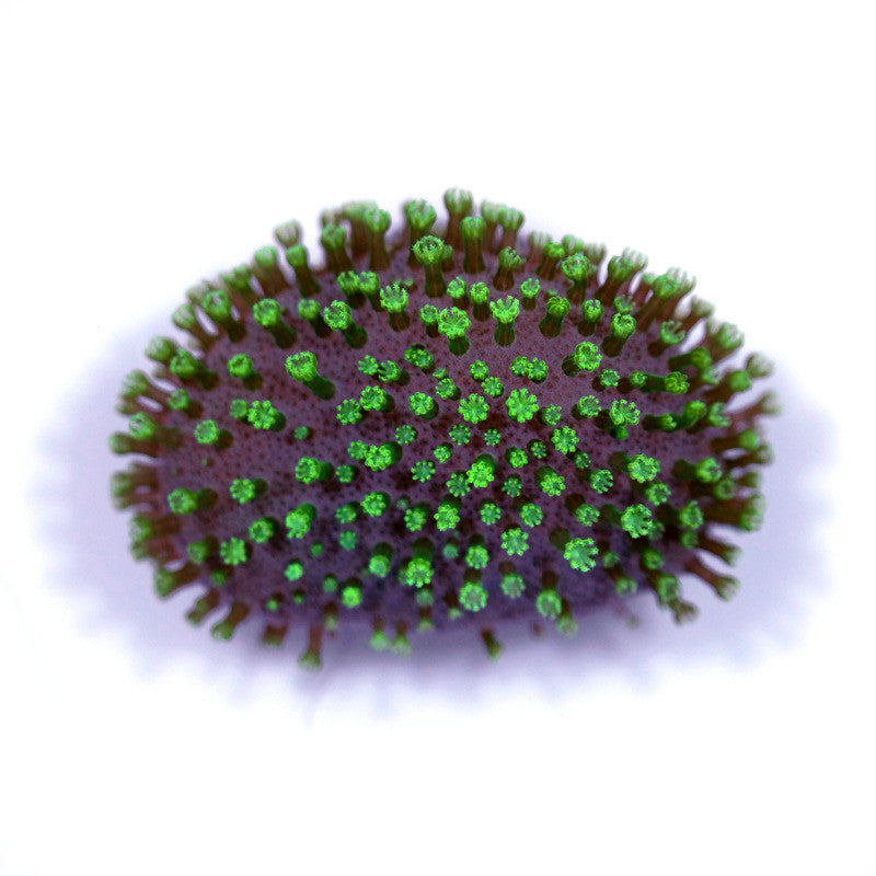 Sarcophyton 'Mauritius'