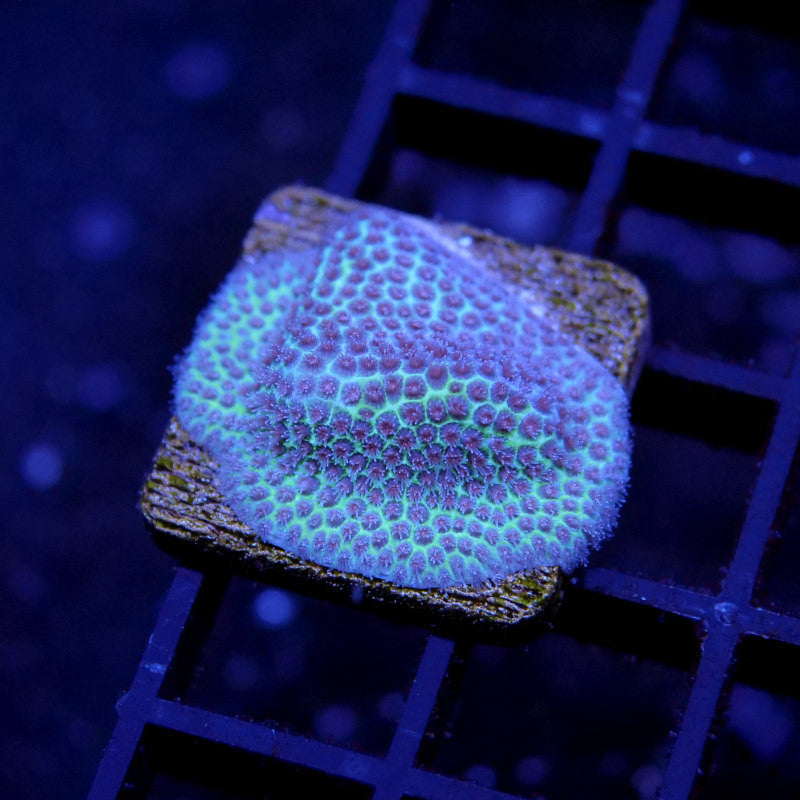 Porites sp.