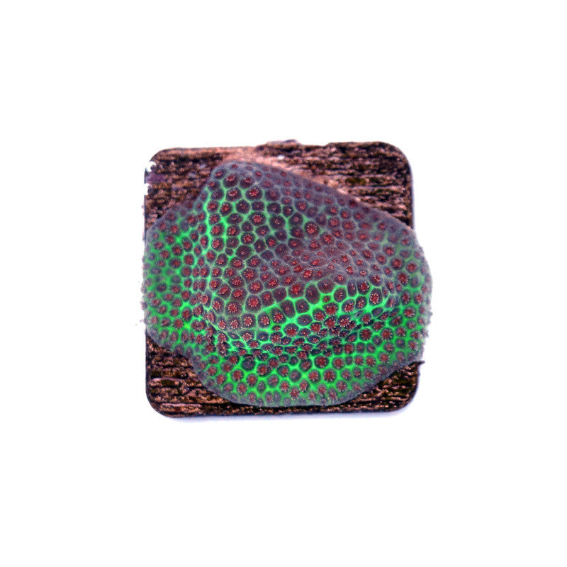 Porites sp.