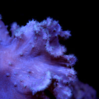 Close-up of Sinularia brassica pink soft coral with delicate polyps on dark background in a marine aquarium