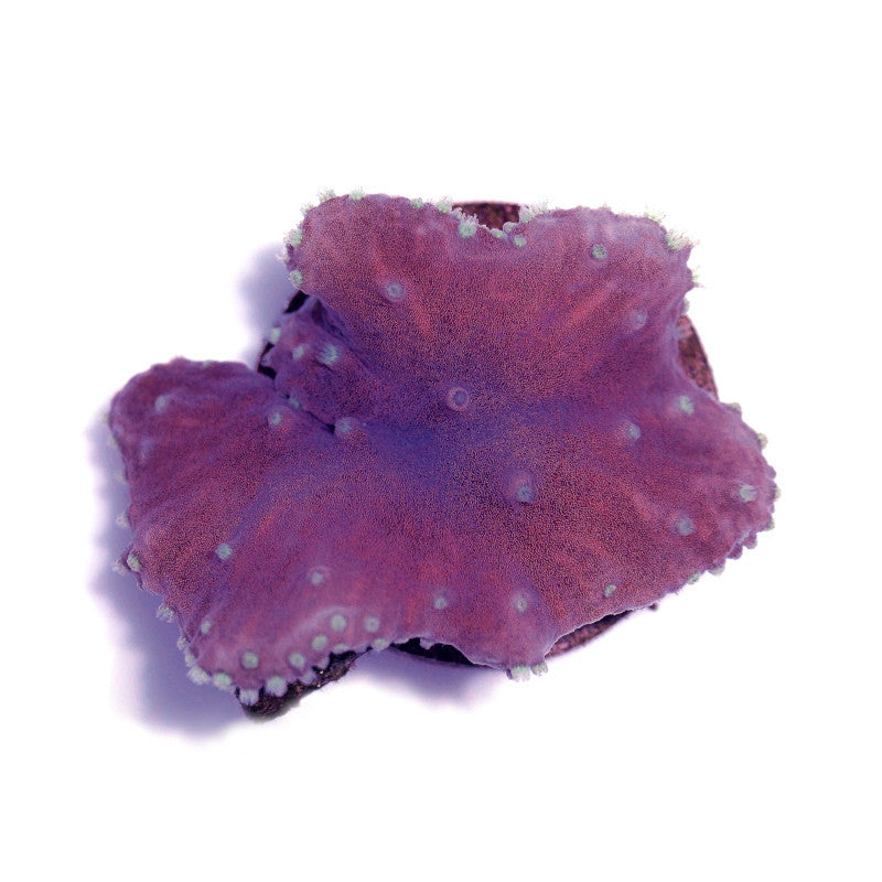Close-up of pink Sinularia brassica soft coral for beginner marine aquariums on a white background.