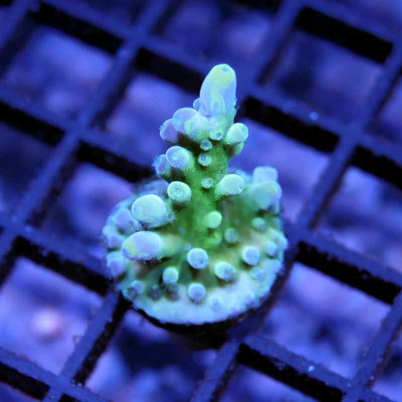 Acropora vaughani 'Bicolor'