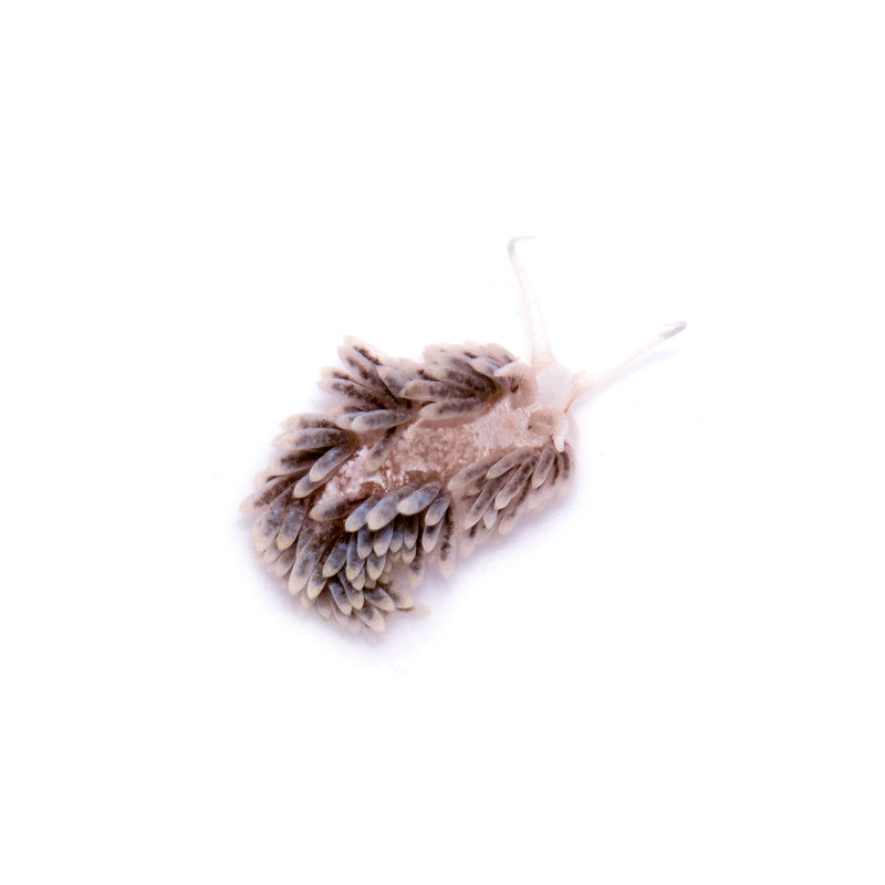 Berghia-Schnecke