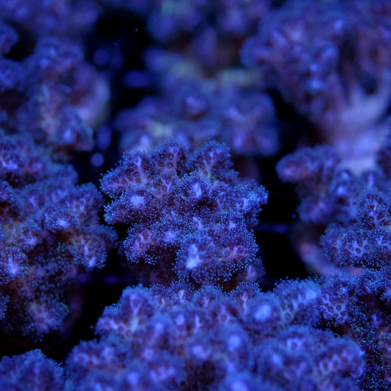 Pocillopora damicornis 'Vanilla Sky'
