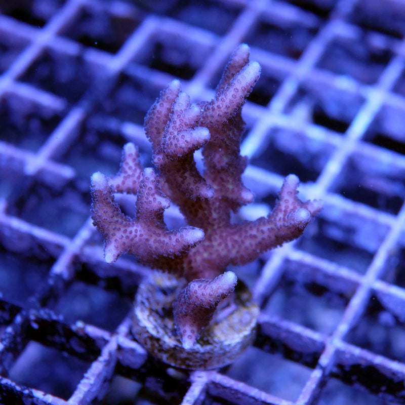 Pink Seriatopora caliendrum SPS coral with branching structure on a grid background in aquarium setting