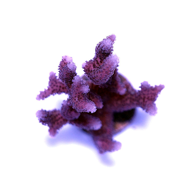 Close-up of pink Seriatopora caliendrum SPS coral with detailed polyps against a white background