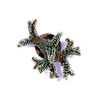 Top view of Seriatopora guttatus green birdsnest coral with delicate green polyps on branching structure
