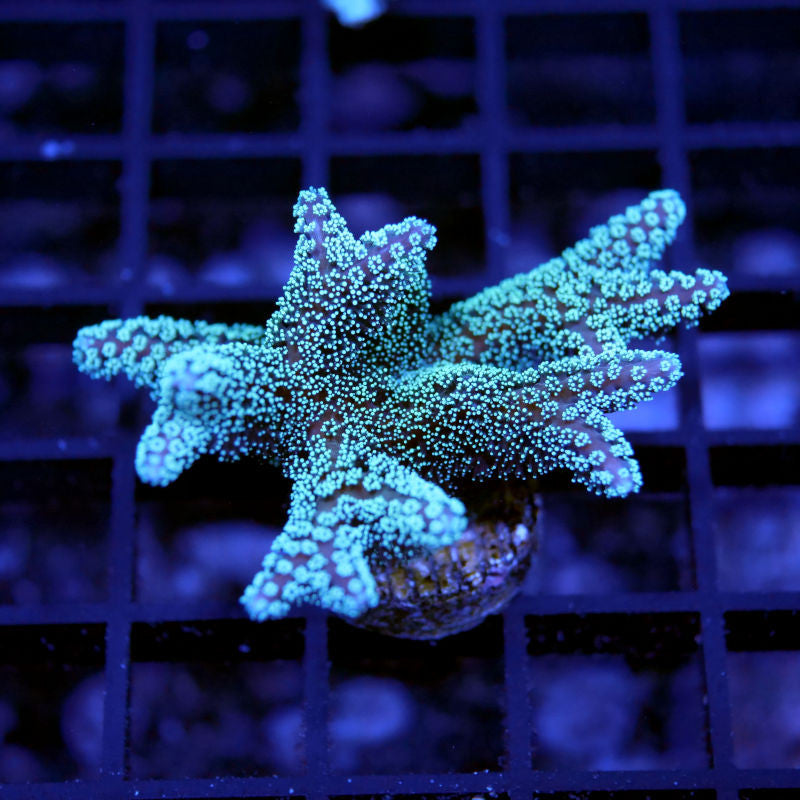 Close-up of Seriatopora guttatus Green Birdsnest coral with blue glowing polyps on grid background
