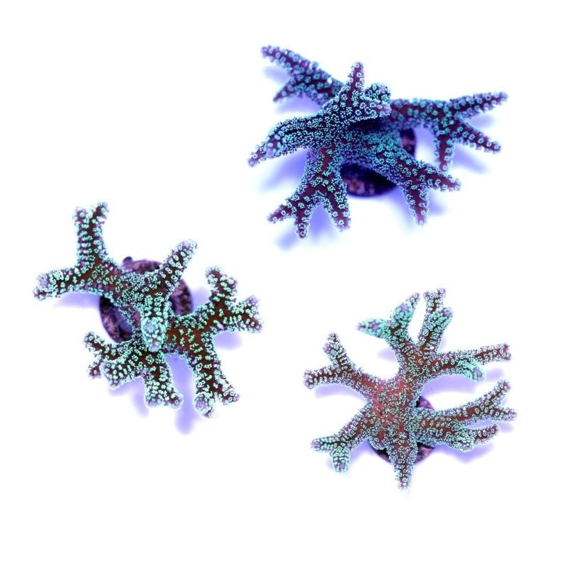 Three green and purple Seriatopora guttatus Green Birdsnest SPS corals on a white background