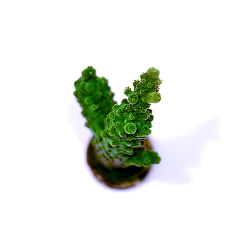 Close-up of vibrant green Acropora sp. 'Green Slimer' coral with detailed polyp texture on white background