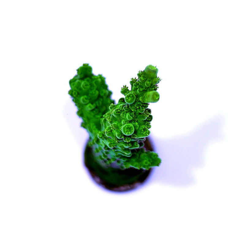 Close-up of bright green Acropora sp. 'Green Slimer' coral with detailed polyps for reef aquarium display