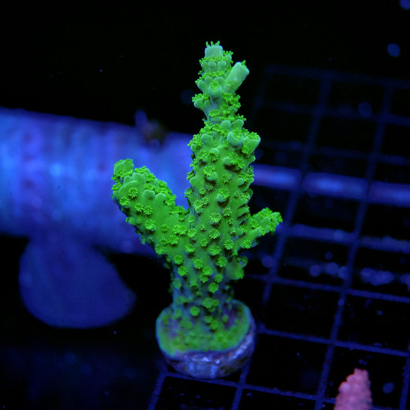 Green Acropora sp. 'Green Slimer' coral with textured surface growing on frag plug in aquarium grid background