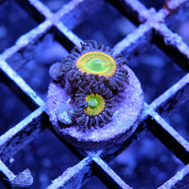 Two Zoanthus sp. "Sunny D" coral polyps with vibrant yellow centers and brown tentacles on a frag plug under blue lighting